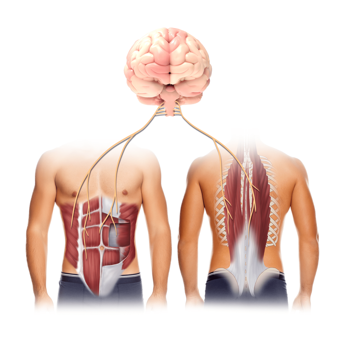 A “Core” Part of Your Life